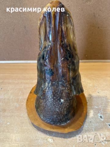 голяма препарирана глава на щука/сувенир за стена/, снимка 8 - Декорация за дома - 52898619