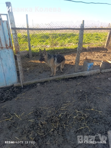 Продавам чистокръвна немска овчарка на 11 месеца , снимка 3 - Немска овчарка - 52939439