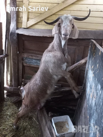 продавам коза 
