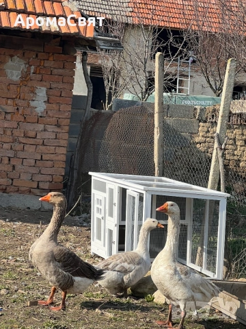 Бял гъсок, снимка 4 - Патици и гъски - 53728686