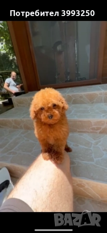 Мини той пудел, снимка 2 - Померан - 44449335