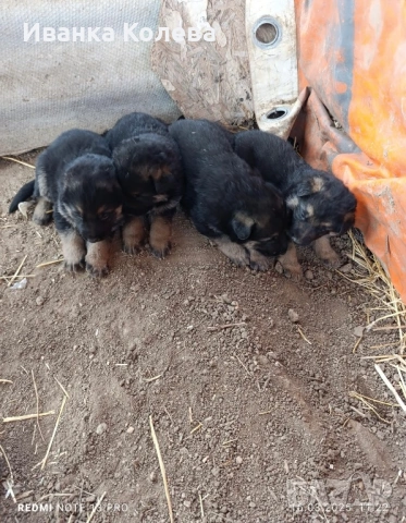 Продавам немски овчарки на 45 дена, снимка 3 - Немска овчарка - 53771415