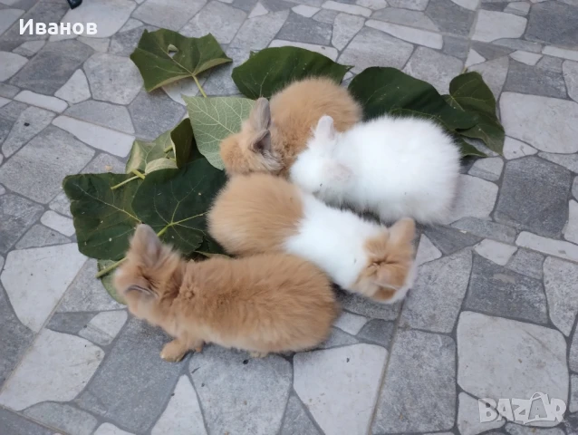 морски свинчета и мини зайчета., снимка 6 - Декоративни зайчета - 51290371