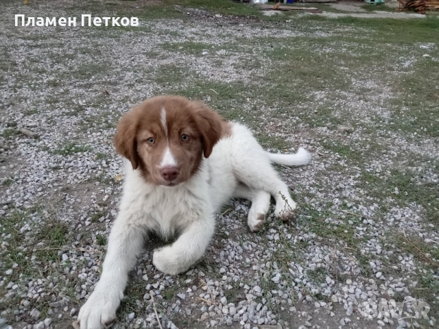 Българско овчарско куче , снимка 1