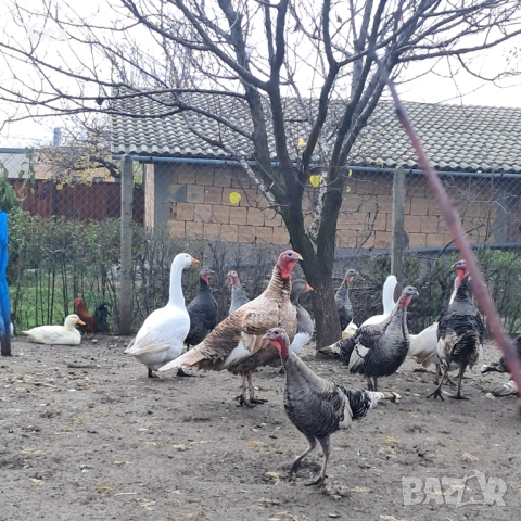 Пуйки, патки, гъски, снимка 2 - Патици и гъски - 52855997