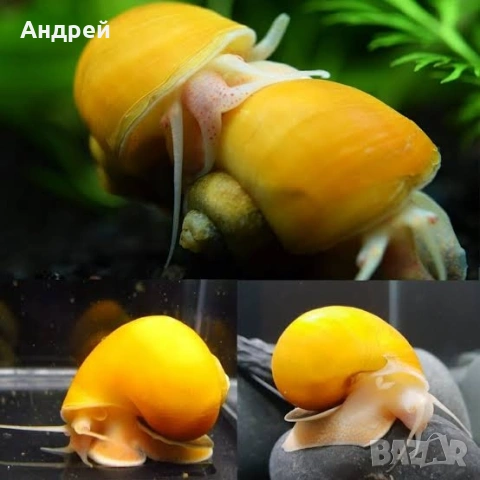 Ампулария охлюви 