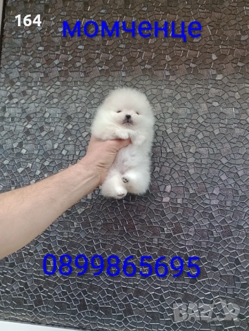 Бели миниатюрни минита. Померани. Реални снимки от 02.03.26 г. , снимка 7 - Померан - 53659158