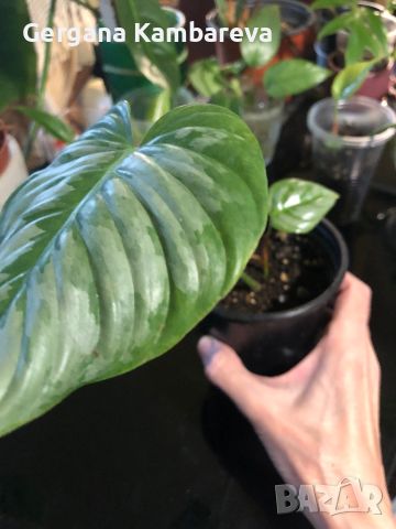 Philodendron Sodiroi , снимка 1 - Стайни растения - 46717527