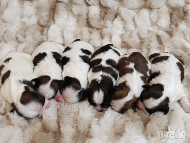 Кученца Ши Тцу /SHIH TZU FCI pedigree , снимка 12 - Ши Тцу - 52464119