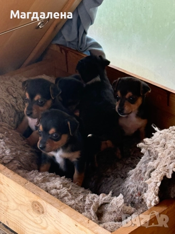 Мъжки и женски Джак Ръсел, снимка 5 - Джак ръсел териер - 52510985