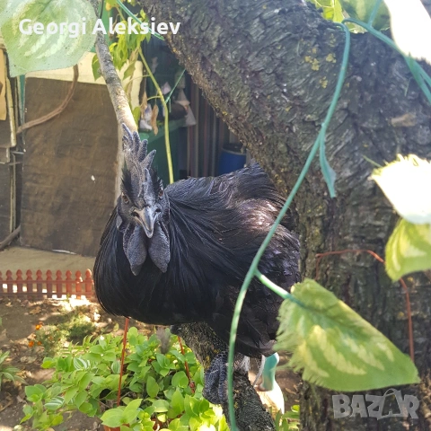 Разплодни яйца от Аям кемани, снимка 8 - Кокошки и пуйки - 53262175