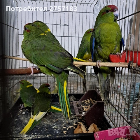 продавам папагали какарики 3 мъжки 3 женски 2025 г