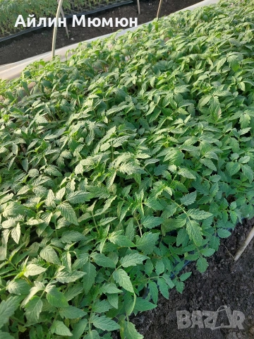 Разсад Домати, снимка 2 - Разсади - 53690981