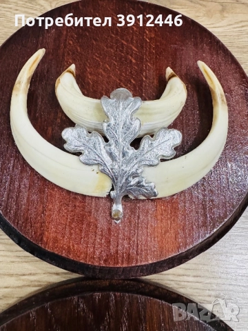 Трофейни зъби от глиган 