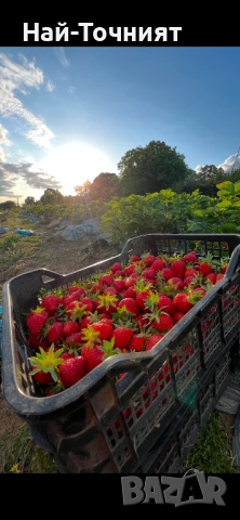 Разсад ягоди “Малинг Виталити”, снимка 5 - Разсади - 52513407