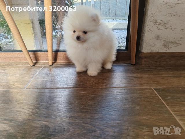 Померан мини мини , снимка 6 - Померан - 53078123