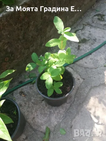 Лоницера Камчатка - Lonicera , снимка 8 - Градински цветя и растения - 49765585