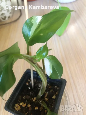 Philodendron White Knight , снимка 1 - Стайни растения - 49027235