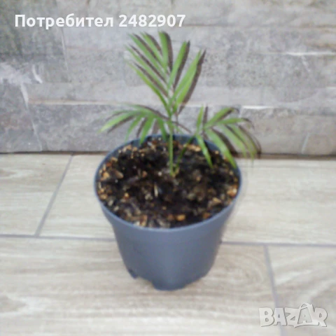 Палма "Хамедорея" , снимка 5 - Стайни растения - 51303544