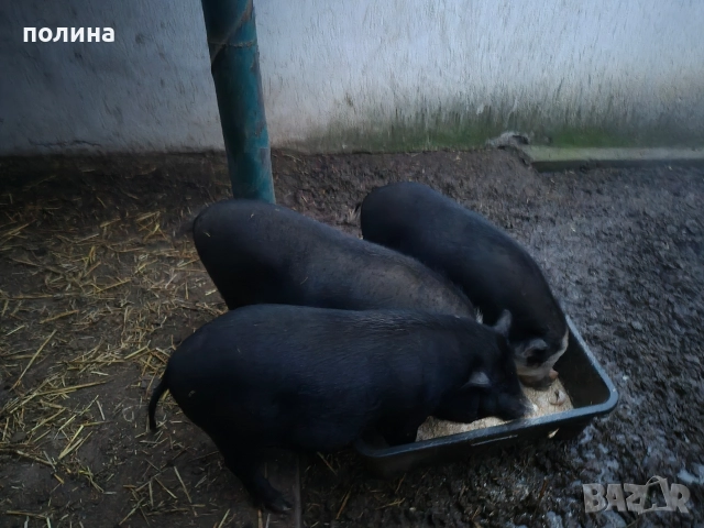 Виетнамски прасета на 10 месеца и 1 година, снимка 2 - Прасета - 52712901