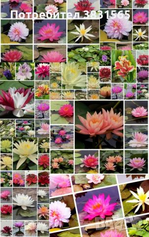 Водни лилии и водни растемия, снимка 6 - Градински цветя и растения - 45775201