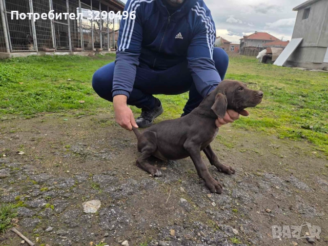 Мъжки Курцхаар 