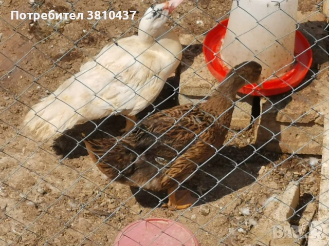 продавам млади руански патици , снимка 1