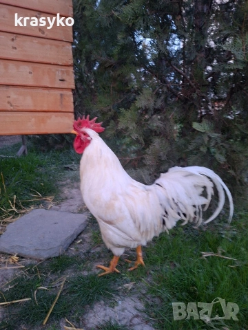 Петел, снимка 2 - Кокошки и пуйки - 53895634