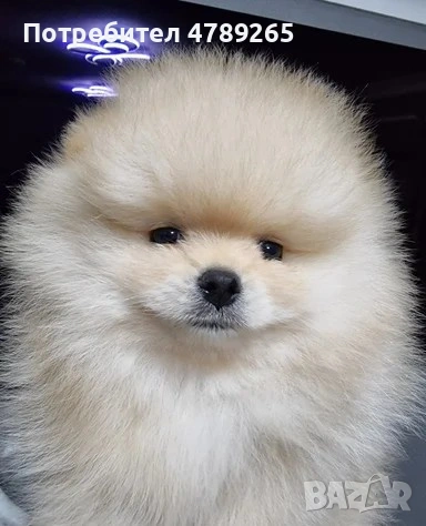 Померан Джудже с Родословие , снимка 7 - Померан - 54125324