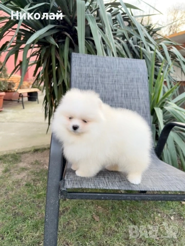 Померан момче със втора ваксина, снимка 2 - Померан - 53108550