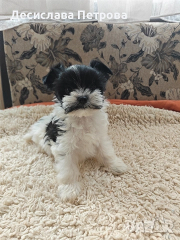 Продавам Бивър Йоркширски териер , снимка 6 - Йоркширски териер - 53845573