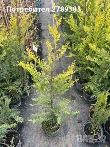 Лейланди кипарис голд райдър, снимка 3 - Градински цветя и растения - 53443945