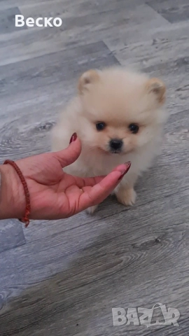 Померан мини мъжко , снимка 8 - Померан - 52932515