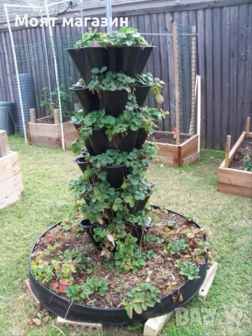 Ягоди три вида, снимка 5 - Градински цветя и растения - 53645273