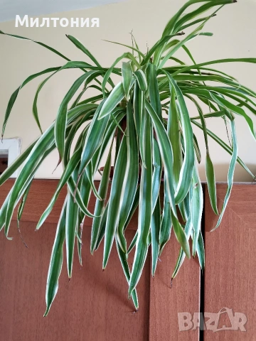 хлорофитум 