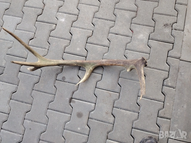 Еленов рог, снимка 6 - Декорация за дома - 53710108