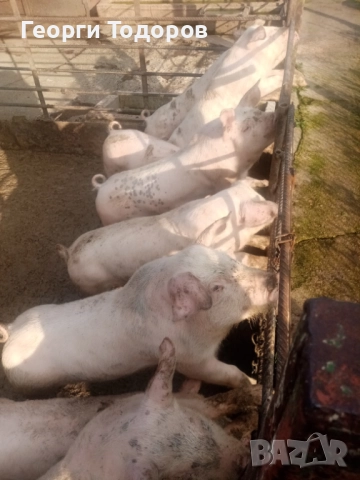 Малки прасенца 