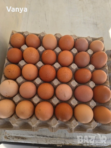 домашни яйца 