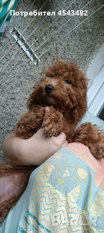 той пудел , снимка 3 - Пудели - 51137528