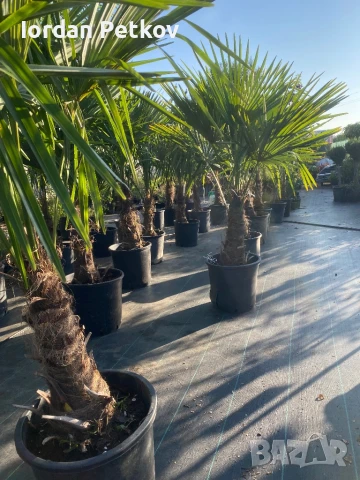 Палми трахикарпус издържат до -22