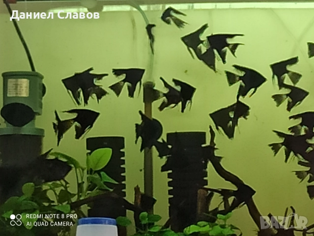 Черни воални скаларии , снимка 5 - Рибки - 52035182