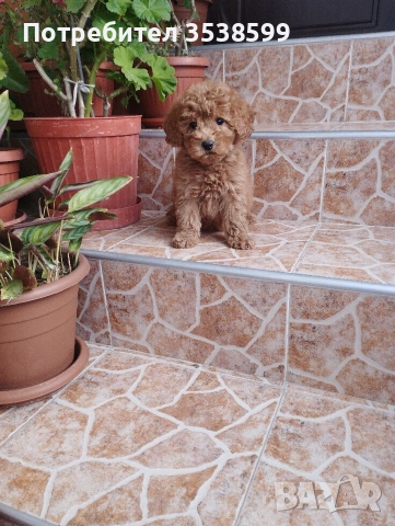 Мини Пудел., снимка 6 - Пудели - 53140009