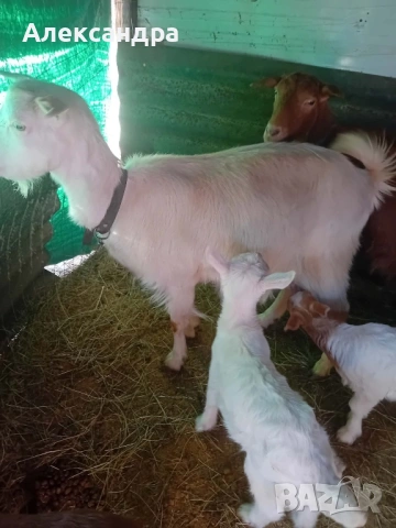 Продавам две кози с ярета, снимка 2 - Кози - 53658759