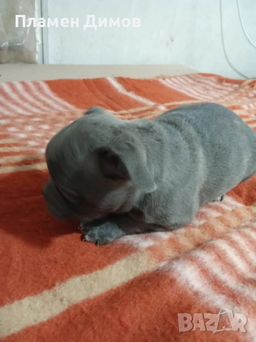 френски булдог 4 момчета и 2 момичета , снимка 2 - Френски булдог - 54026317