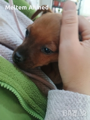 Продавам мъжки пинчер с ваксина и паспорт , снимка 4 - Пинчер - 52391861