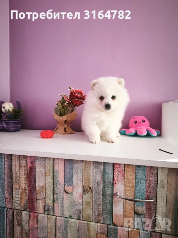 Померан Померанчета, снимка 4 - Померан - 54142055