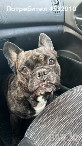 Търся женска за разплод , снимка 4 - Френски булдог - 54184906