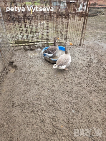 Продавам гьски