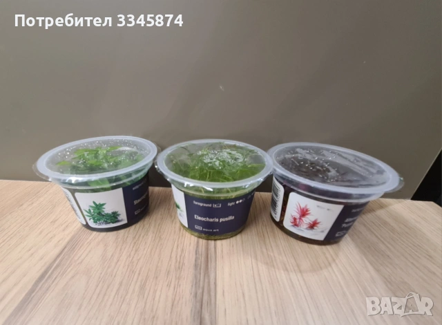 Аквариумни растения