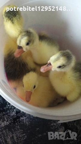 Яйца от СЕЛСКИ гъски-2 Евро броя